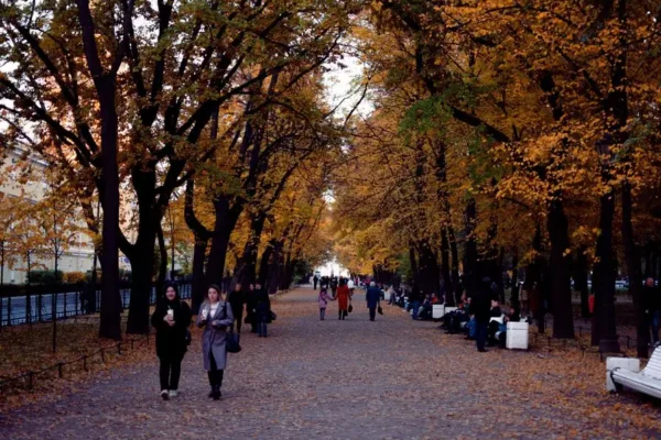 Poznań świętuje Dzień Drzewa – spacery, warsztaty i film o dębie
