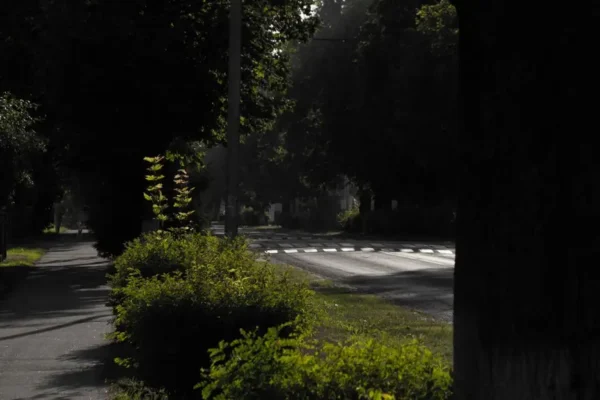 Zieleń zamiast betonu – ul. Zeylanda w Poznaniu zmienia oblicze