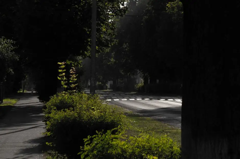 Zieleń zamiast betonu – ul. Zeylanda w Poznaniu zmienia oblicze